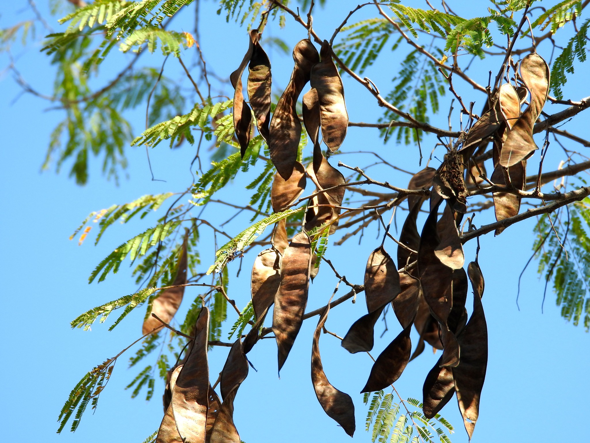 Lysiloma microphyllum